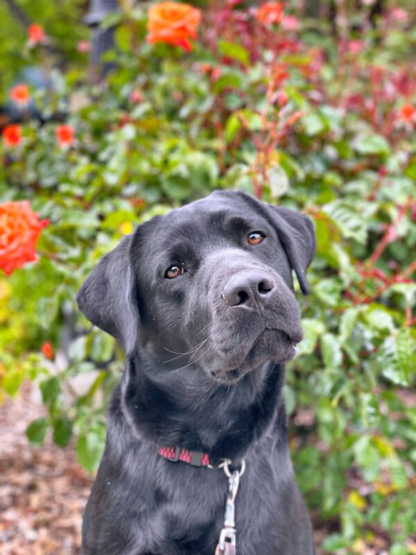 <p>Black Labrador Dudley is looking into the camera with his head tilted to the right. He sits in front of a blurred garden with blossoming orange roses.</p>