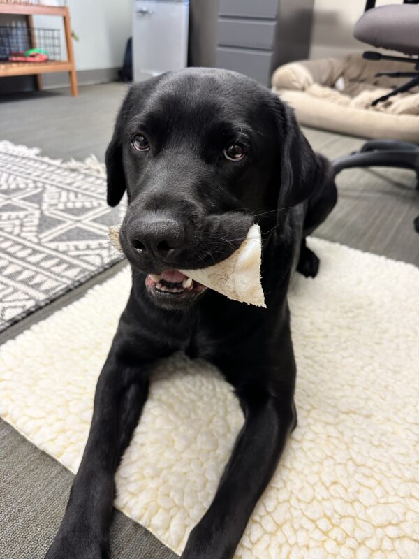<p>Dudley lies on a fluffy, cream colored sheepskin rug with a Nylabone in his mouth. His big black eyes stare into the camera.</p>