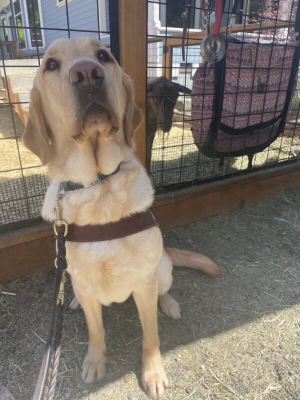 Yellow short-coated Golden/Labrador Retriever cross, Fajita, sits cutely in front of a goat enclosure. She is looking at the camera while wearing her harness.