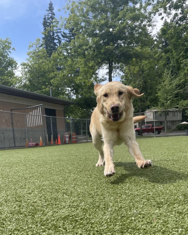 Yellow short-coated Golden/Labrador Retriever cross, Fajita, runs towards the camera in a turf free run area. Her front legs are out in front of her, her ears are flapping in the wind, and her face is scrunched up.