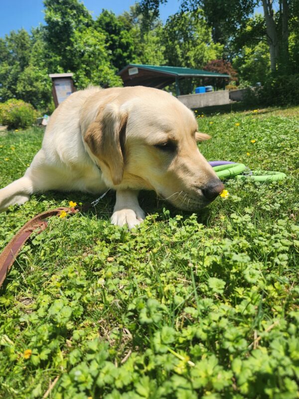 Felton lies down on grass in a park. He is sniffing a yellow wild flower and has his tug toy on his left side.