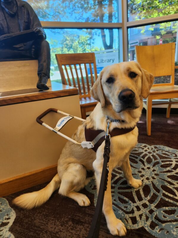 Felton sits, in harness, in a public library. He is looking towards the camera and behind him are chairs and a statue of a man reading a book.