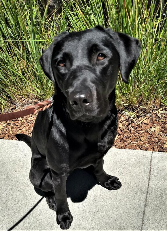 Black lab Garden sitting on a sidewalk in the sunshine.