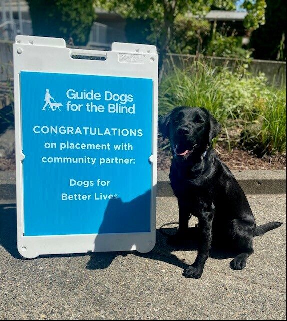 Black Lab Halo sitting next to a blue sign congratulating her on placement with DBL.