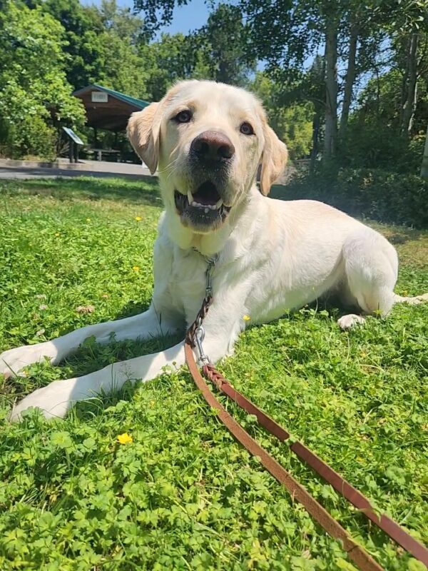 Hawking lies down in the grass at a local park. He is looking into the camera with a big, open-mouthed expression of contentment.
