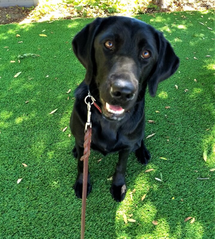 Black lab Honda sitting in a grassy area, looking up at the camera.