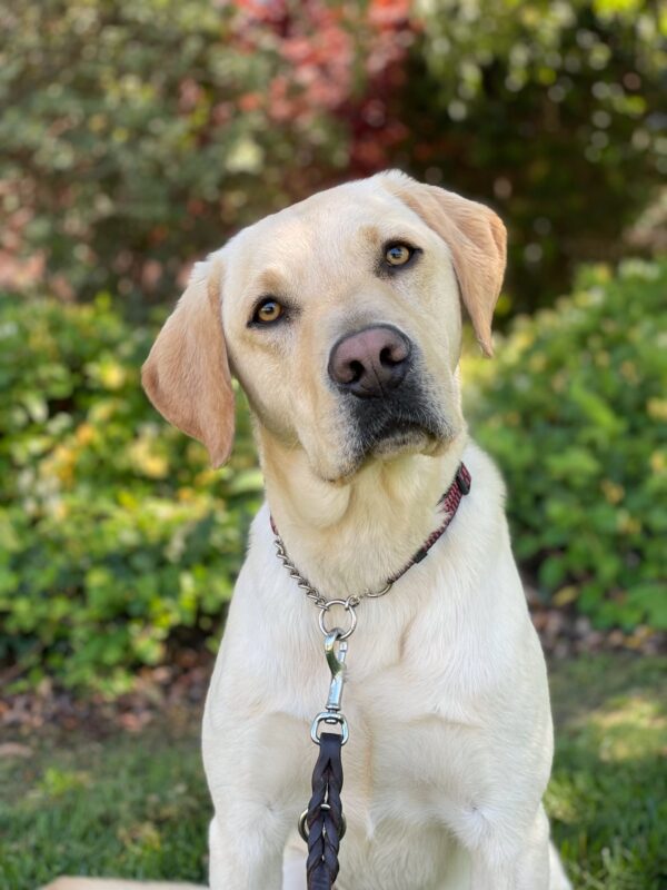 <p>A portrait style photo of Yellow Labrador Horton, pictured on the California campus. His gold eyes pop in this photo, and his head is tilted inquisitively to the side. Blurred greenery makes up the background.</p>