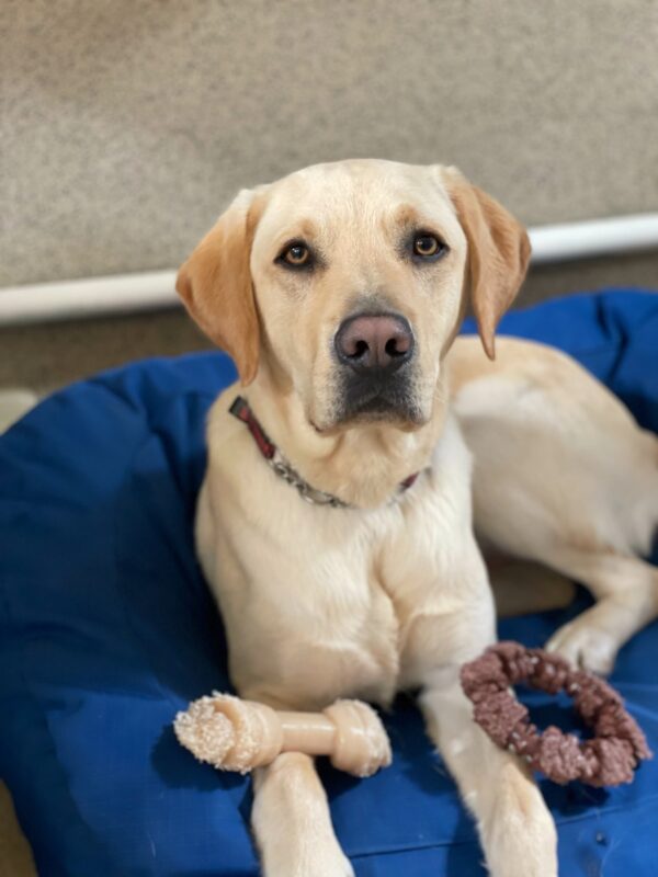 <p>Yellow labrador Horton reclines on a blue dog bed in the kennel, with two styles of Nylabones at his feet. He looks into the camera, not quite ready to settle in and chew his bones!</p>
