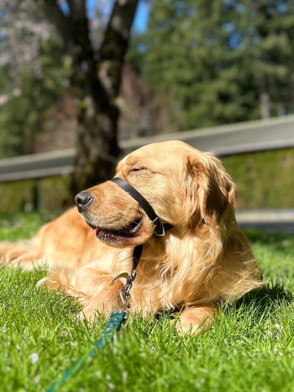 Profile view of male golden retriever Jigsaw lying in the grass. He is wearing a headcollar and his eyes are closed as he enjoys the sun. There are trees in the background.