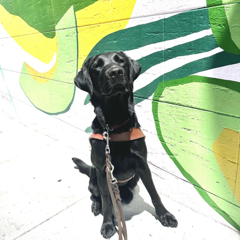 Tabby, a female black Lab, is in harness sitting in front of an avocado mural. She is looking up towards the camera and the sun is shining down on her.