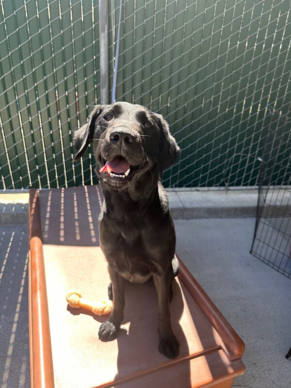Tabby, a female black Lab, is sitting on a play structure staring up at the camera. She appears to be smiling with her mouth open wide and tongue hanging out to the side.