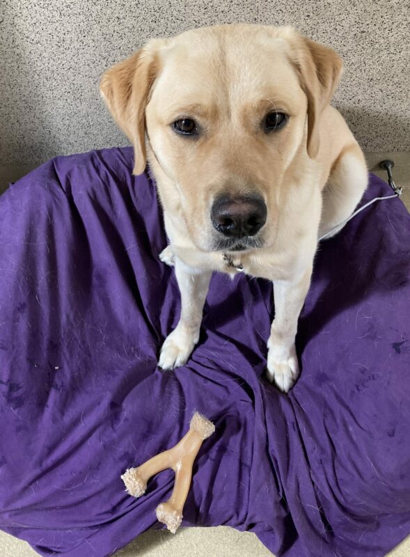 <p>Noble sits on a bed looking at the camera. His nylabone is nearby.</p>