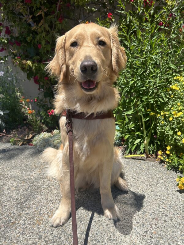 Golden retriever Babka sits in harness on the sidewalk facing the camera with her mouth slightly open. Behind her are green, leafy plants, succulents, and multicolored flowers.