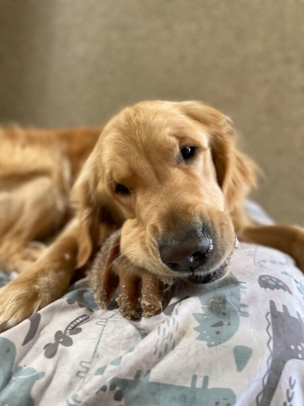 <p>Golden Retriever Jake lies on top of a bed with a blue and white cover. He looks very happy as he chews on his Nylabone.</p>