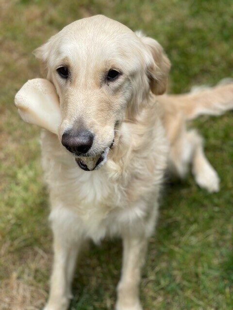 Jazzy sits in the grassy play yard looking at the camera with a bone out the side of her mouth.