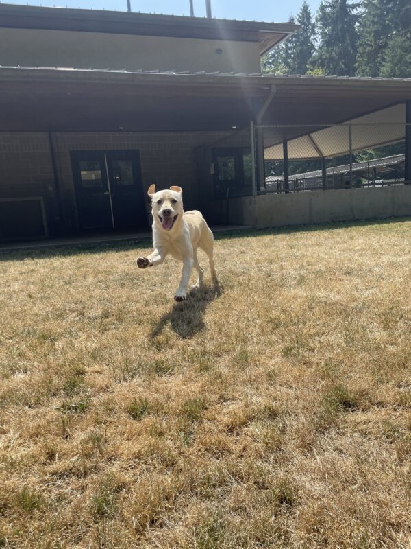 Yellow Labrador, Jeeves, runs towards the camera goofily in a grass paddock. One leg is high in the air, his tongue is hanging outside his mouth, and his ears are flapping in the wind.