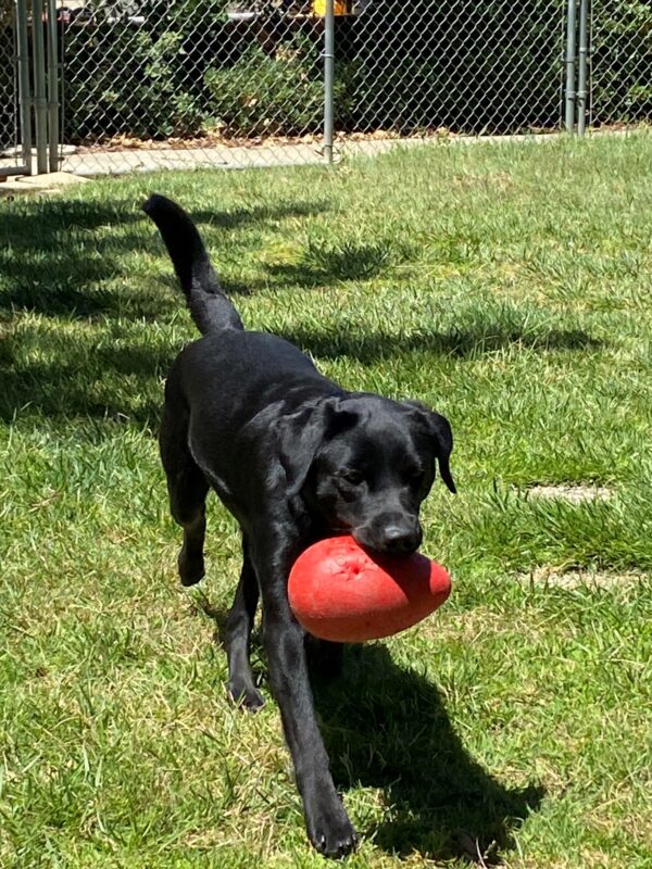 Josie a black Labrador Retriever running in a grass paddock with a red Jolly Egg in her mouth.