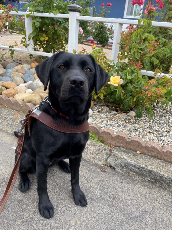 Josie a black Labrador Retriever sitting in her harness looking at the camera in front of rose bushes.