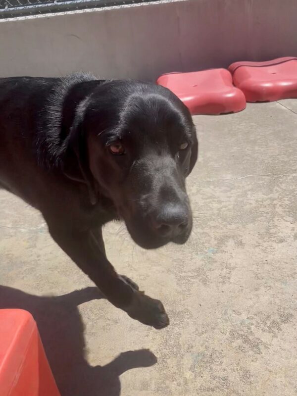 Journey runs around the corner of a red play structure in the community run area. One of his front feet is up in the air.
