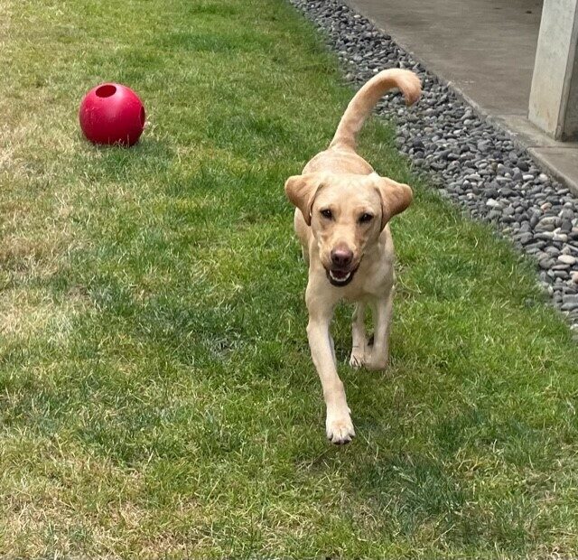Keiko runs towards the camera out in a grassy play yard. There is a red jolly ball in the background