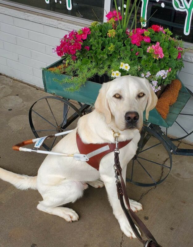 A handsome yellow lab sits in his harness in front of a cart filled with blooming flowers. He is looking into the camera with his beautiful, striking, golden eyes.