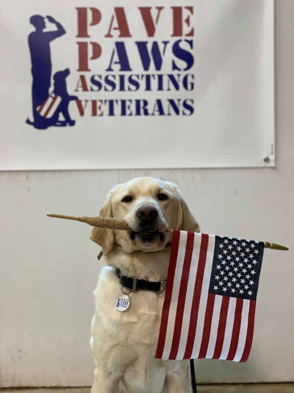 Yellow Lab Kilby holding an American flag in his mouth.