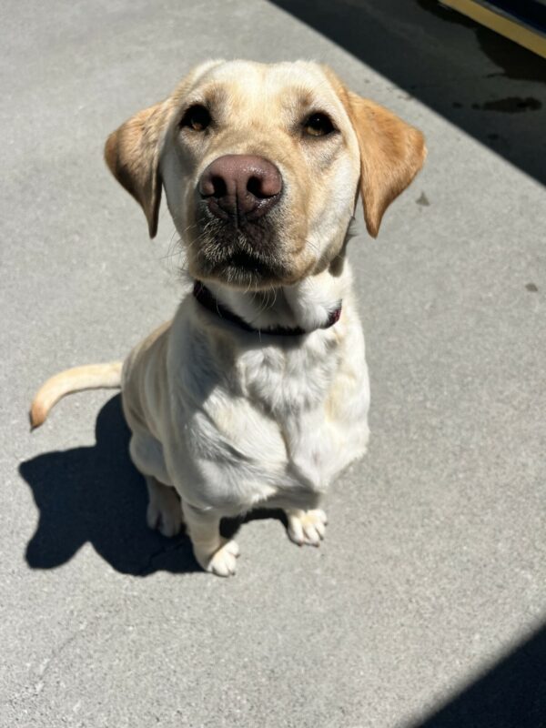 Kyra sits looking at the camera during Community Run.