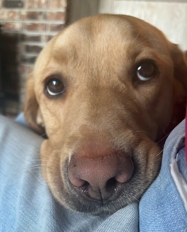 Yellow Lab Meerkat resting his head on someone's lap with his sweet puppy dog eyes looking up at them.
