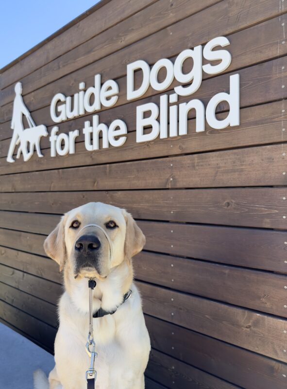 <p>Male yellow labrador Moss is pictured in front of the wooden GDB logo backdrop on the California campus. There is a peek of blue sky at the top of the photo.</p>