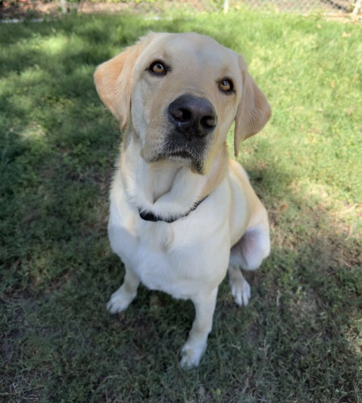<p>Male yellow labrador Moss hangs out in a shady free run grassy area. He is sitting and peering up into the camera.</p>