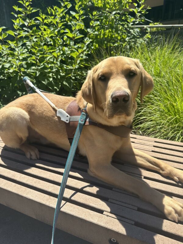 Nairobi is in harness laying on a bench. He is looking at the camera with green foliage in the background.