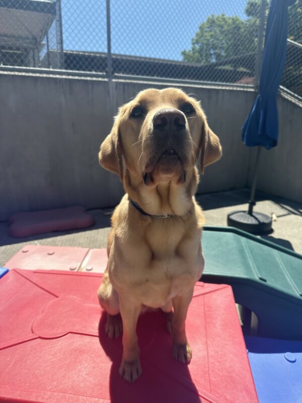 Nairobi is sitting on a red play structure looking happily at the camera.