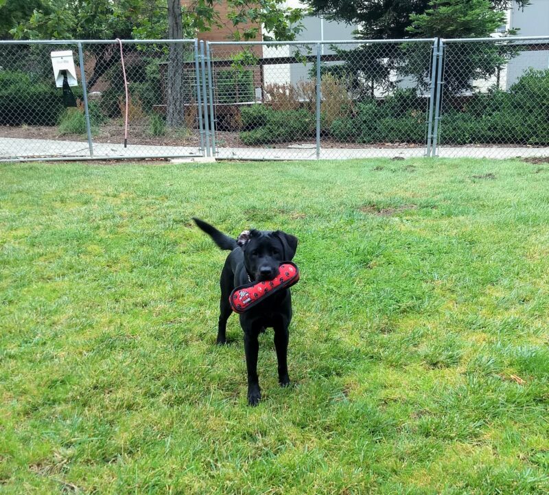 Black Lab Noella standing in a grassy area with a red toy in her mouth.