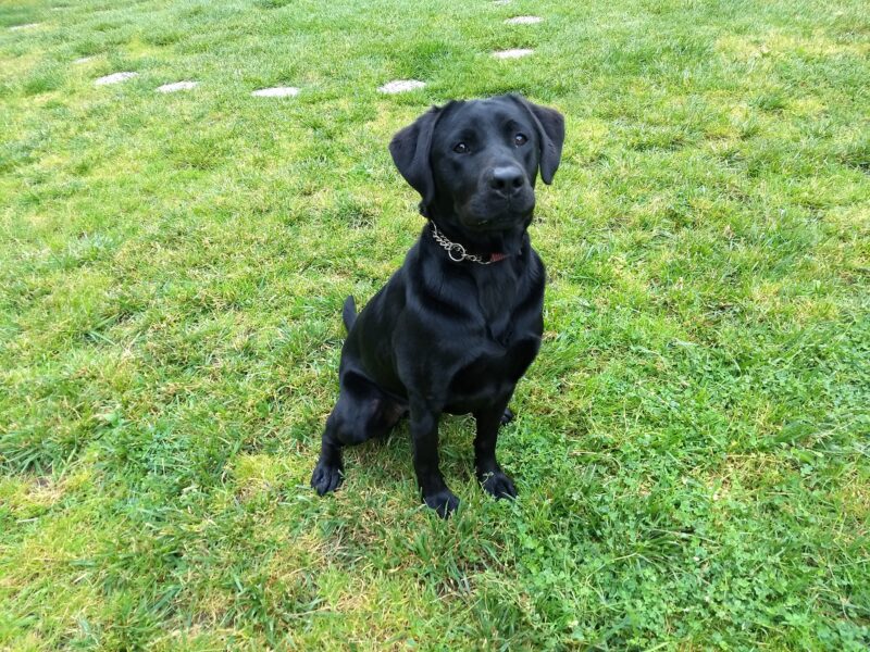 Noella sitting in a grassy field.