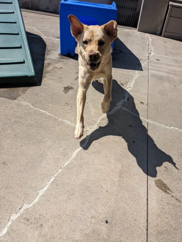 Bijou (a yellow lab) is running towards the camera. Her ears are flopped up and she's got a big smile on her face. There's a blue play structure behind her.