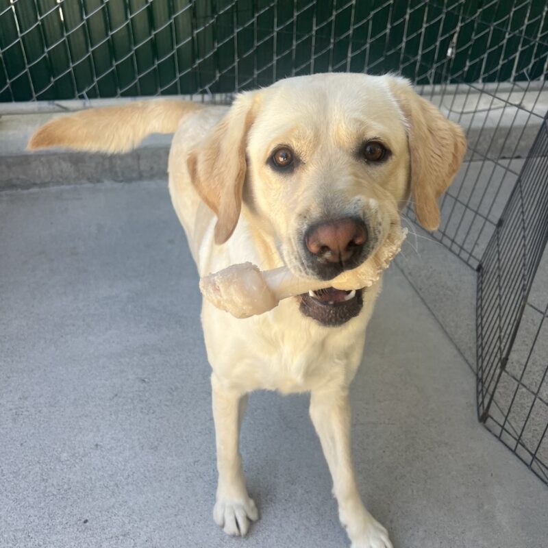 Panache is standing in a play yard, looking at the camera while holding a Nylabone in her mouth. Her tail is mid-wag behind her.