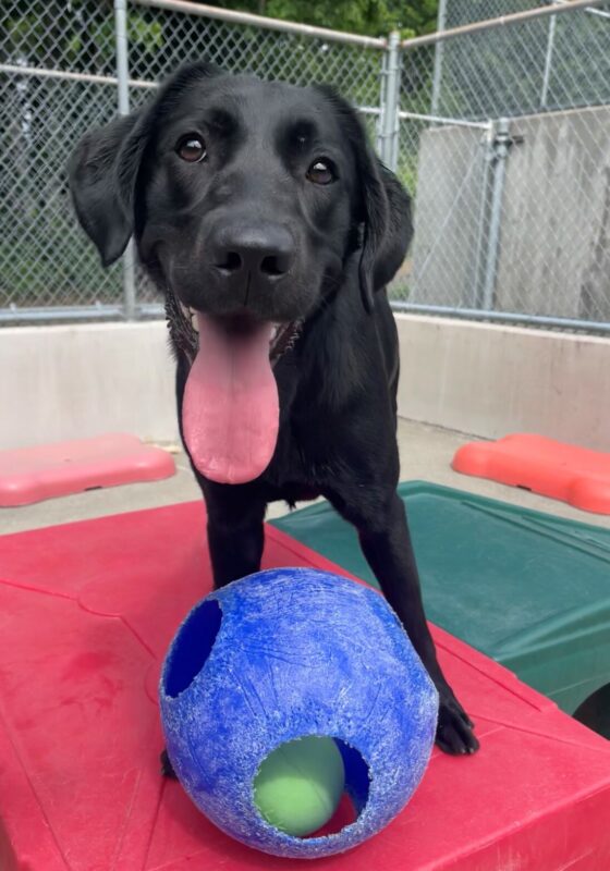 Panda stands in community run on a red play structure. At her feet is her favorite blue jolly ball. She is looking at the camera with her tongue out.