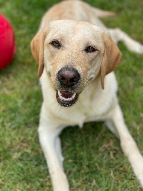 Penelope lays in the grassy play yard looking at the camera. There is a red jolly ball behind her almost out of view