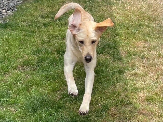 Penelope runs towards the camera in the grassy play yard with her ears flying in the wind- one is out to the side, the other is sticking straight up