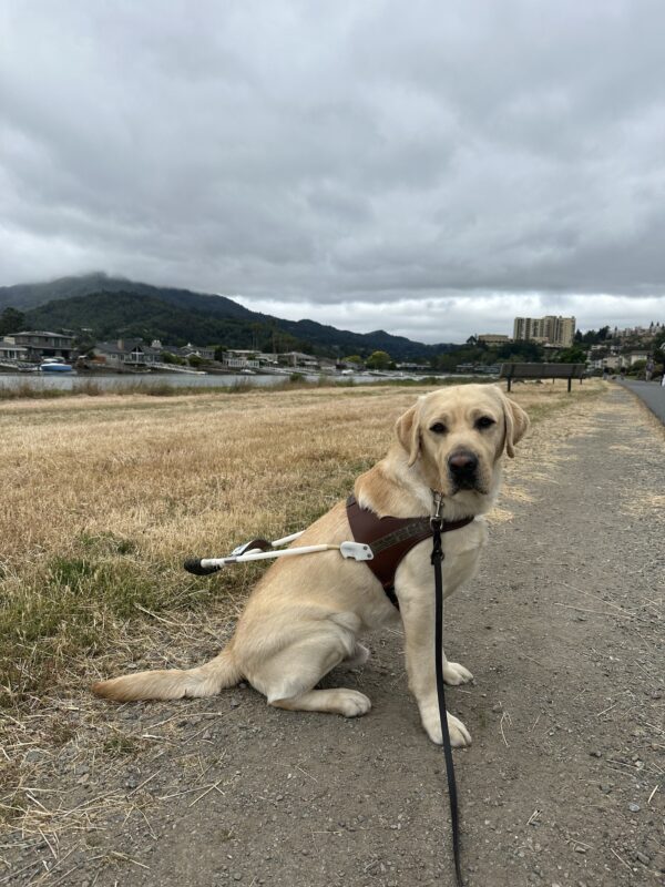 Penrose sitting to the side in harness with a field, hills, and clouds in the background.
