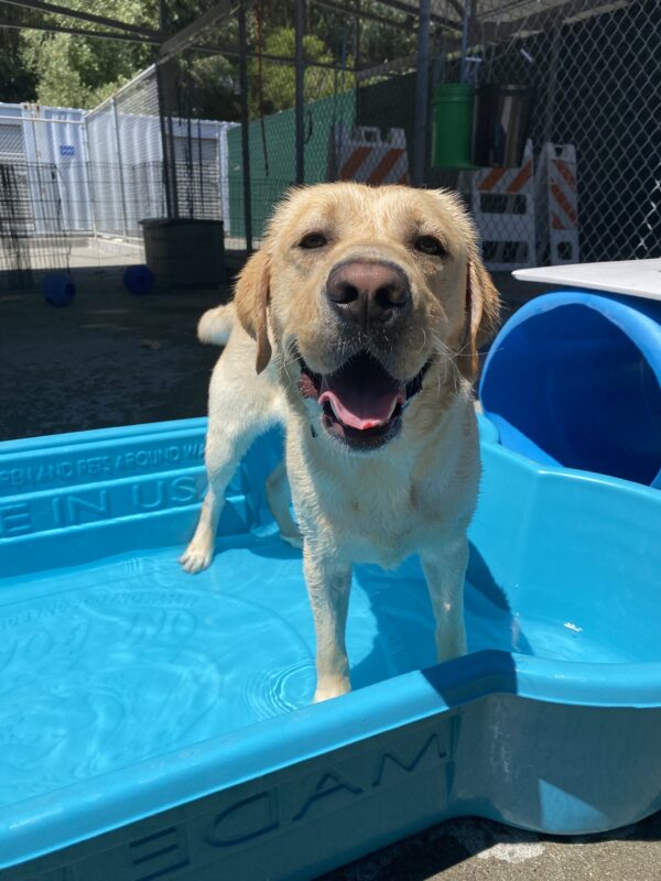 Penrose looking at the camera with his mouth open in community run in a dog bone shape pool.
