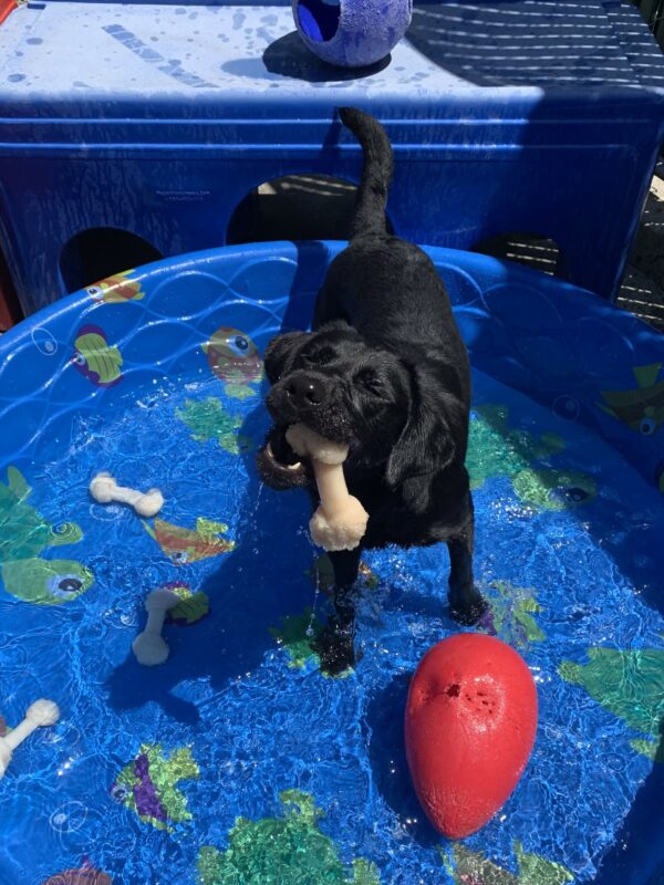Peregrine plays in a blue pool.  She's holding a bone in her mouth with her eyes squinted and various toys in the background.