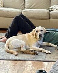 <p>Yellow Lab Proton lays on a carpet looking at the camera. He is next to a person laying down on the ground with their knees up, wearing black pants and a green shirt. </p>