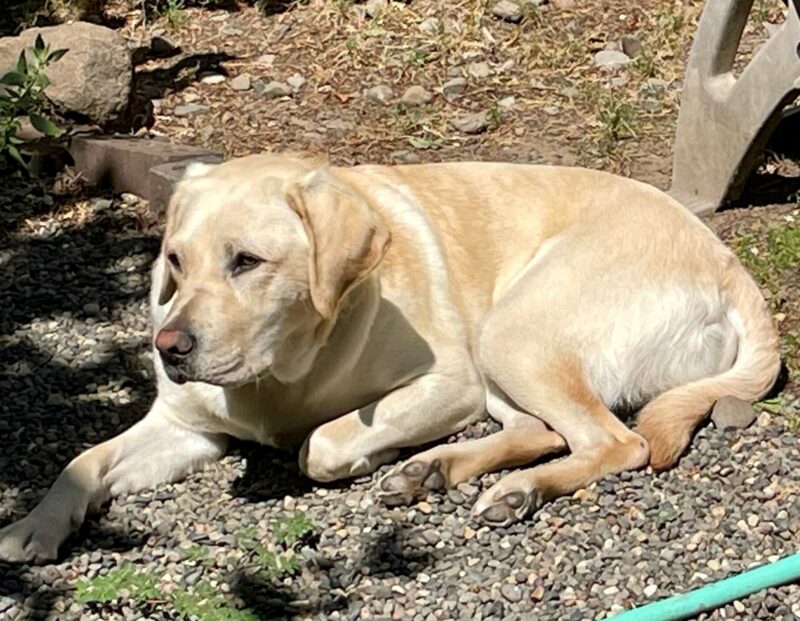 <p>Yellow Lab Proton lays down on some gravel in a yard. He is gazing off to the left of the camera. </p>