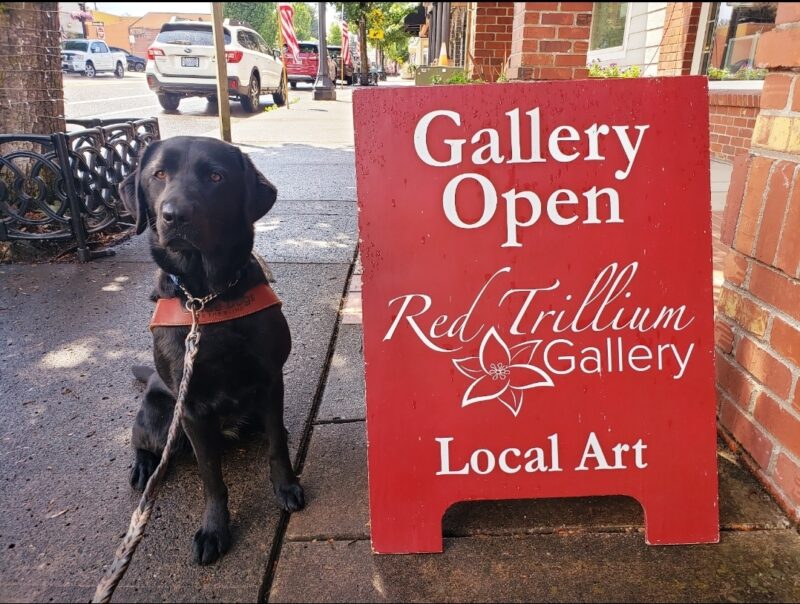 Trillium is in downtown Troutdale and in harness. She’s sitting next to a red sandwich board that reads “GALLARY OPEN Red Trillium Gallery Local art”