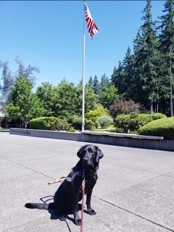 Vidalia is sitting on the Oregon Campus, in harness. She’s staged in a position that the American Flag is behind her.