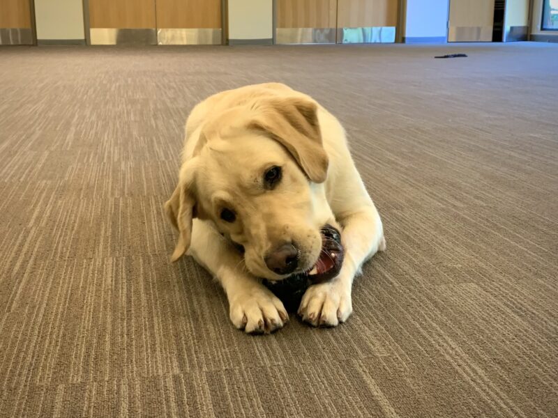Shipley hanging out in a large open room while gnawing on a Kong.