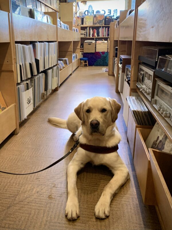 Shipley lays down in harness while being well behaved in a record store.