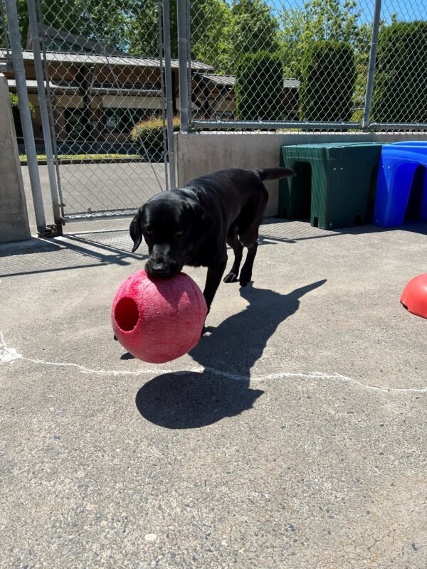 Skywalker, a male black lab, is playing in community run on the Oregon Campus. He is carrying one of his favorite toys, a red jolly ball.