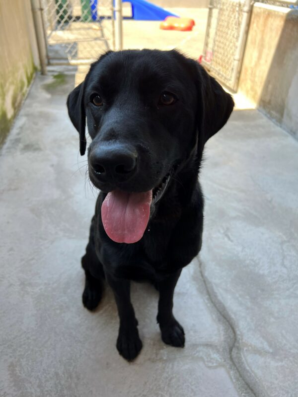 Skywalker is sitting outside in community run on the Oregon Campus. He is smiling up and waiting politely for a treat.